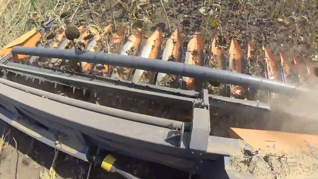 НОВИНКА Уборка крупноплодного подсолнечника жаткой ORANGE SEED видео обзор работа смотреть онлайн