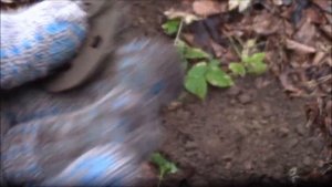 Осенняя прогулка с Апексом