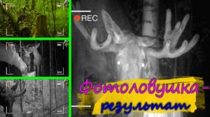 Фотоловушка - результат.#Night life of the forest
