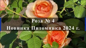 Роза № 4. Новинка Питомника 2024 г.