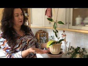 КАК ПОМОЧЬ ХОЙЯМ БЫСТРО ВЫРАСТИ?