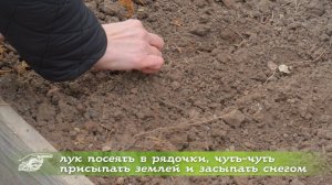 «Все болячки мы принесли в теплицу!». Правила ухода за землей в теплице и посев лука эксибишен.