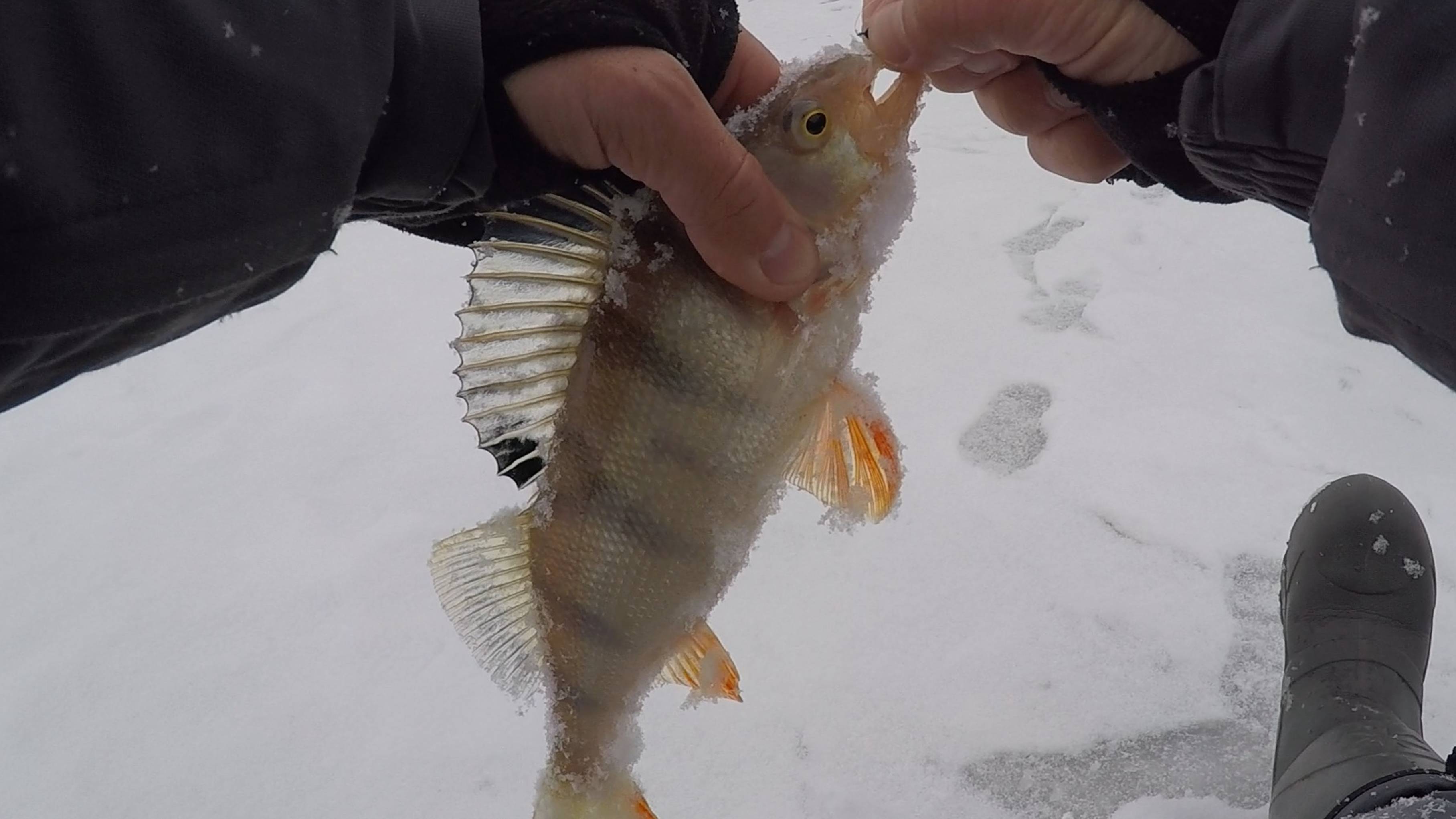 2 дня на рыбалке! Ловля щуки на балансир и рыбалка на безмотылку (лещ, окунь) смотреть онлайн