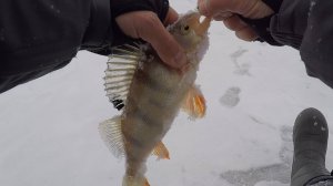 2 дня на рыбалке! Ловля щуки на балансир и рыбалка на безмотылку (лещ, окунь)