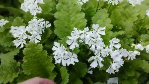 Примулы Зибольда: Flamenco, Lacy Lady, Аoyagizom, Кumor, Seraphim.