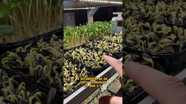 Микрозелень подсолнечника