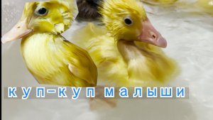 Утята, гусята купаются