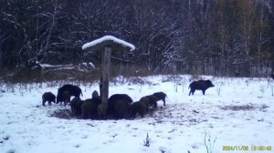 Сразу 25 кабанчиков попались в фотоловушку заповедника!