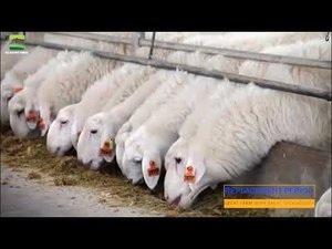 Amazing Modern Sheep Farming Technologies - Mechanized farming - GREAT FARM