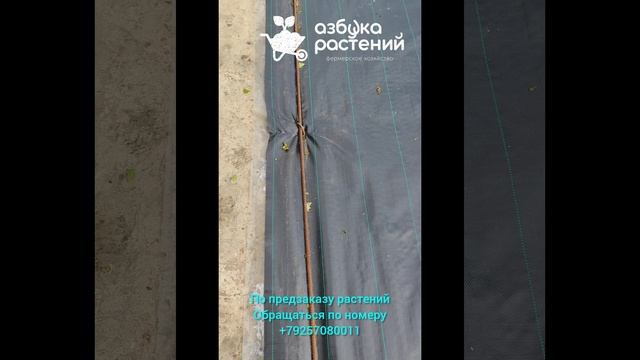 Закрепляем ткань на торговой площадке в питомнике Растений. Питомник растений с нуля. смотреть онлайн