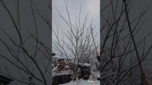 Набегом на усадьбу в зимний день