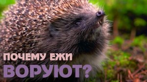 Развенчиваем популярные мифы о ежах, в которые верят дети и взрослые