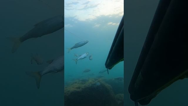 Подводный мир Каспийского моря