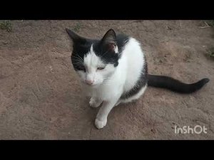 Котик. Наш кот Пушок!