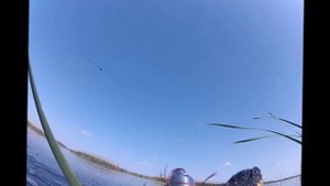 ПОДВОДНАЯ ОХОТА НА СОМА В ПЛАВНЯХ