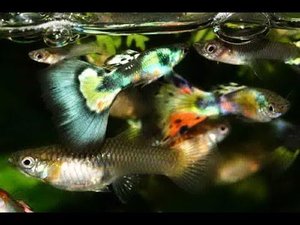 ПИЦИЛИИ и ГУППИ  В ОДНОМ АКВАРИУМЕ