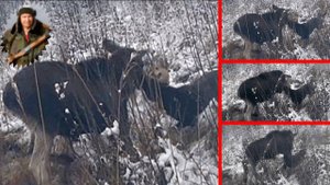 Охота на лося с лайками.#Hunt for moose with laikies#