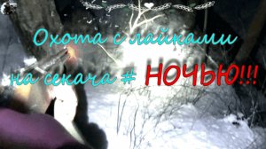 охота с лайками ночью#АТАКА СЕКАЧА!!!