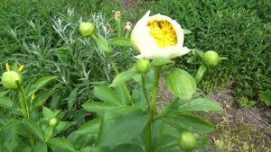 Пион Прери Мун 'Prairie Moon'  Оригинатор: Fay, 1959,