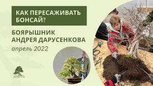 Как пересаживать бонсай: боярышник Андрея Дарусенкова