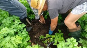 Мы накопали гору картошки Новый урожай картофеля