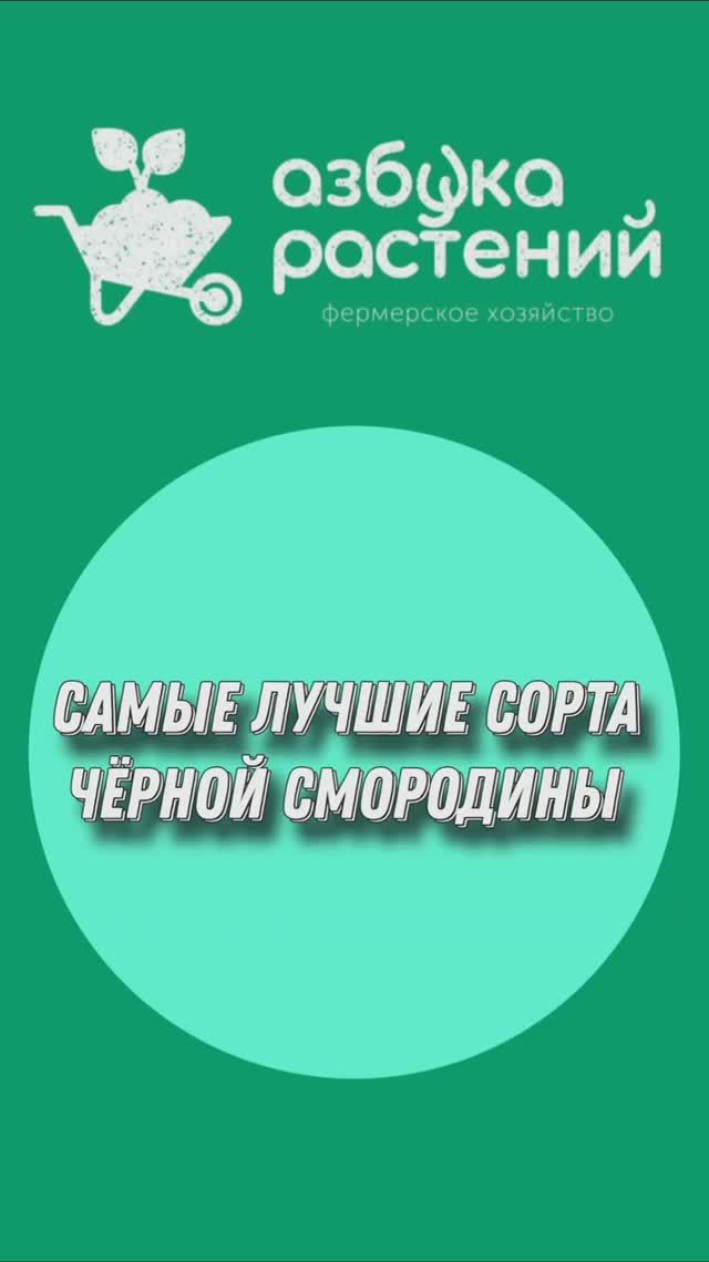 Самые лучшие сорта чëрной смородины. Топ сортов чëрной смородины. Питомник растений с нуля. смотреть онлайн