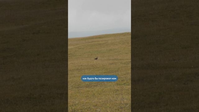 Наткнулись на красавца!