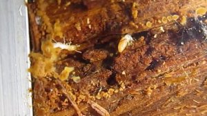 Coptotermes formosanus в термикарии