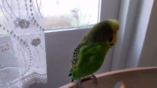 Волнистый попугай Кеша 🐦 попугай говорит 🐦 попугайчик Кеша разговаривает 🐦