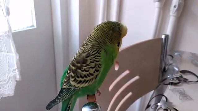 Волнистый попугай Кеша 🐦 попугайчик  разговаривает 🐦