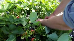 Клубника Лия сахарная