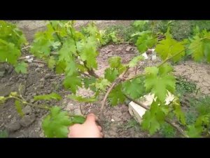 Нормировка винограда побегами