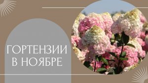 Цветение гортензий в конце ноября в Питере 🌺