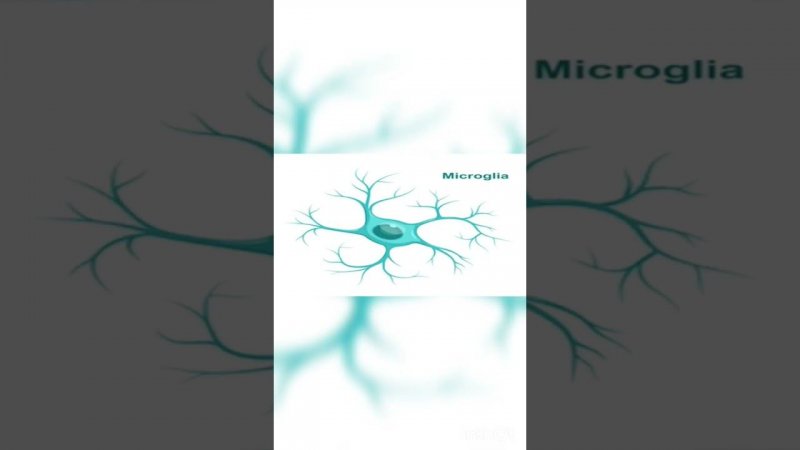 microglial cells