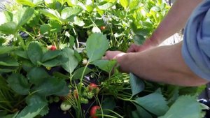 Клубника Лия сахарная