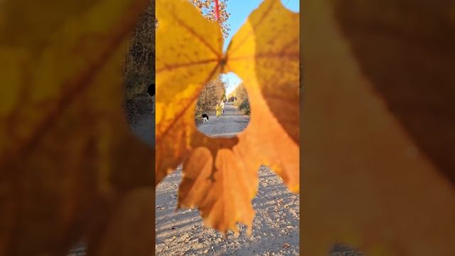 Осенняя прогулка с детьми #shorts #autumn