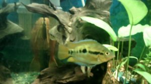 Геротиляпия мультиспиноза.