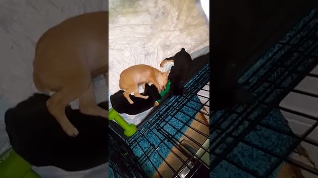 Щенки играют. смотреть онлайн