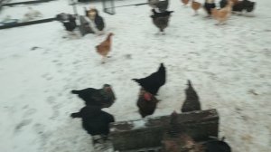 Не надо лениться убирать! Надо кормить кур 🐔 внутри курятника. Ответ на комментарий 💬 🤔