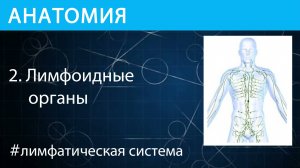 Анатомия: Лимфоидные органы