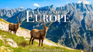 Animals of Europe 4K - Scenic Wildlife Film With Calming Music