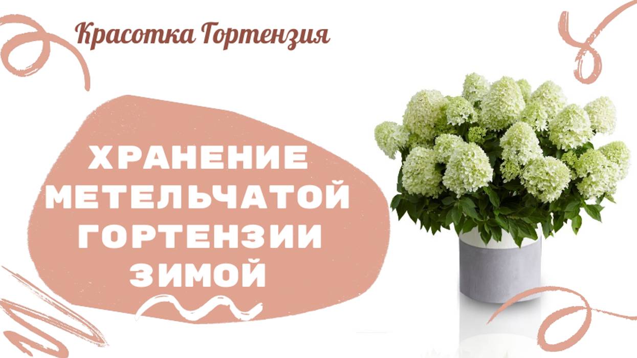 Зимние хранение метельчатых гортензий в городе