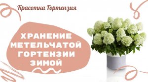 Зимние хранение метельчатых гортензий в городе