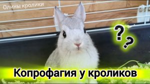 Нормально ли, что кролик ест свои горошки?🤔|Копрофагия у животных.🐰