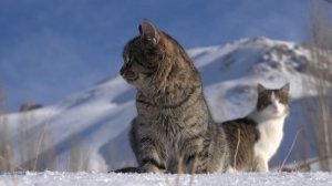 Магия превращения грозного тигра в ласкового котика