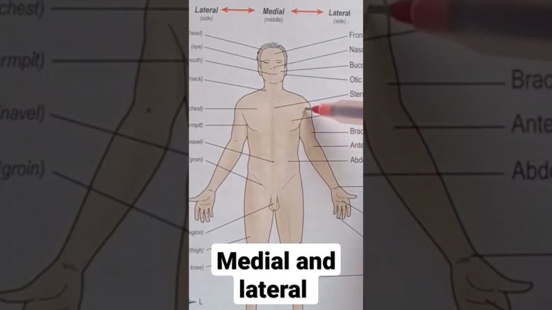 Medial and lateral | what is medial | what is lateral | basic anatomical terms