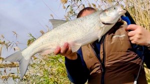 Жерех на спиннинг, крэнки от стенки камыша в октябре  Часть 3 | Сергей Гончаров