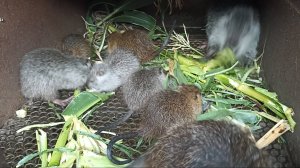 КОРМЛЕНИЕ нутрий кукурузой и виноградными лозами.