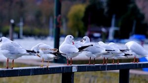 12712243_1920_1080_30fps