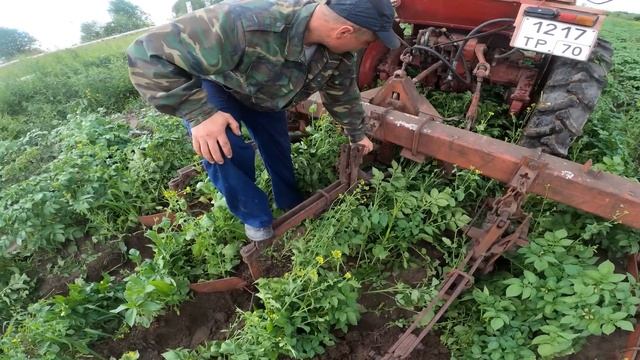 Трактор Т-25 Окучивает картошку! Хочу себе такой же!